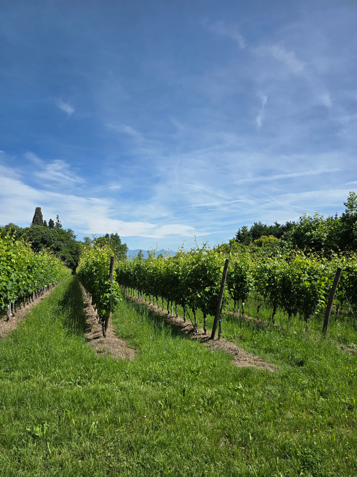 Citari vineyard Citari vineyard